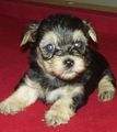 yorkiepoo puppies for sale