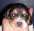 Beagle puppies for sale