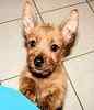 Australian Terrier puppies for sale