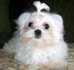 Maltese puppies for sale 