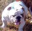 English Bulldog puppies for sale