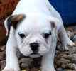 English Bulldog puppies for sale