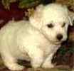 Bichon Frise puppies for sale