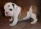 English Bulldog puppies for sale