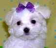 Maltese puppies for sale 