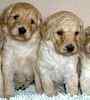 Australian Labradoodle puppies for sale