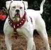 American Bulldog Stud Services