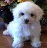 Maltese puppies for sale