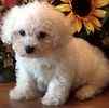 Bichon Frise puppies for sale