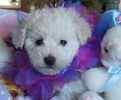 Bichon Frise puppies for sale
