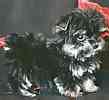 Yorkiepoo puppies for sale
