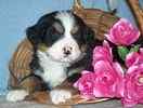 bernese mountain dog puppies for sale