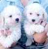 Bichon Frise puppies for sale
