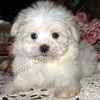 Maltese puppies for sale 