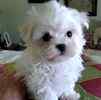 Maltese puppies for sale 