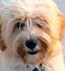 Australian Labradoodle puppies for sale