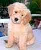 Australian Labradoodle puppies for sale