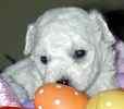 Bichon Frise puppies for sale
