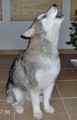 Alaskan Malamute puppies for sale