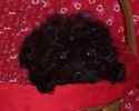 yorkiepoo puppies for sale