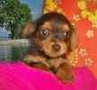 Yorkiepoo puppies for sale