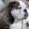 English Bulldog puppies for sale 