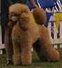 Standard Poodle puppies