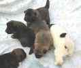 Akita puppies for sale