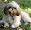 Shih Tzu puppies for sale
