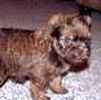 Affenpinscher puppies for sale