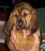 Bloodhound puppies for sale