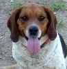 Beagle puppies for sale