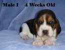 Basset Hound puppies for sale