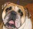 English Bulldog Stud Services