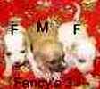 Chihuahua puppies