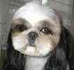 Shih Tzu puppies for sale