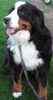 bernese mountain dog puppies for sale