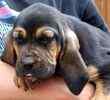 Bloodhound puppies for sale