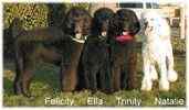 Standard Poodle puppies