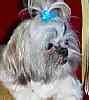 Shih Tzu puppies for sale