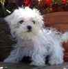 Maltese puppies for sale 