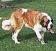 Saint Bernard puppies for sale
