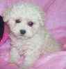 Bichpoo puppies for sale