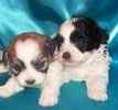 Shih Tzu puppies for sale
