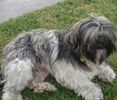 Shih Tzu stud services