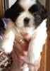 Shih Tzu puppies for sale