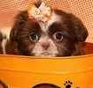 Shih Tzu puppies for sale