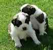 Saint Bernard puppies for sale