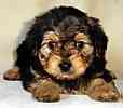 Yorkiepoo puppies for sale
