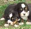 Bernese Mountain Dog puppies for sale